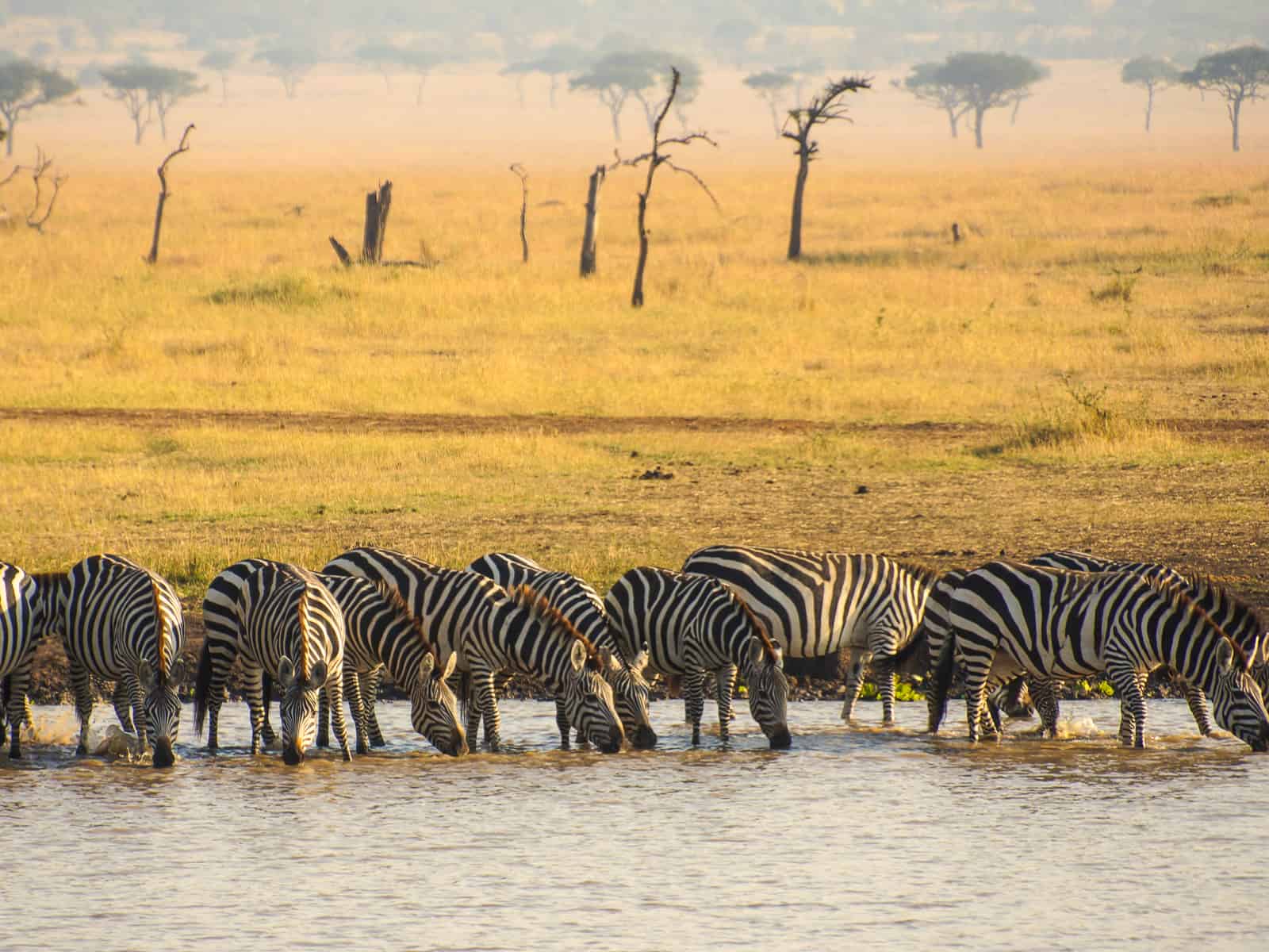 zebra watering hole