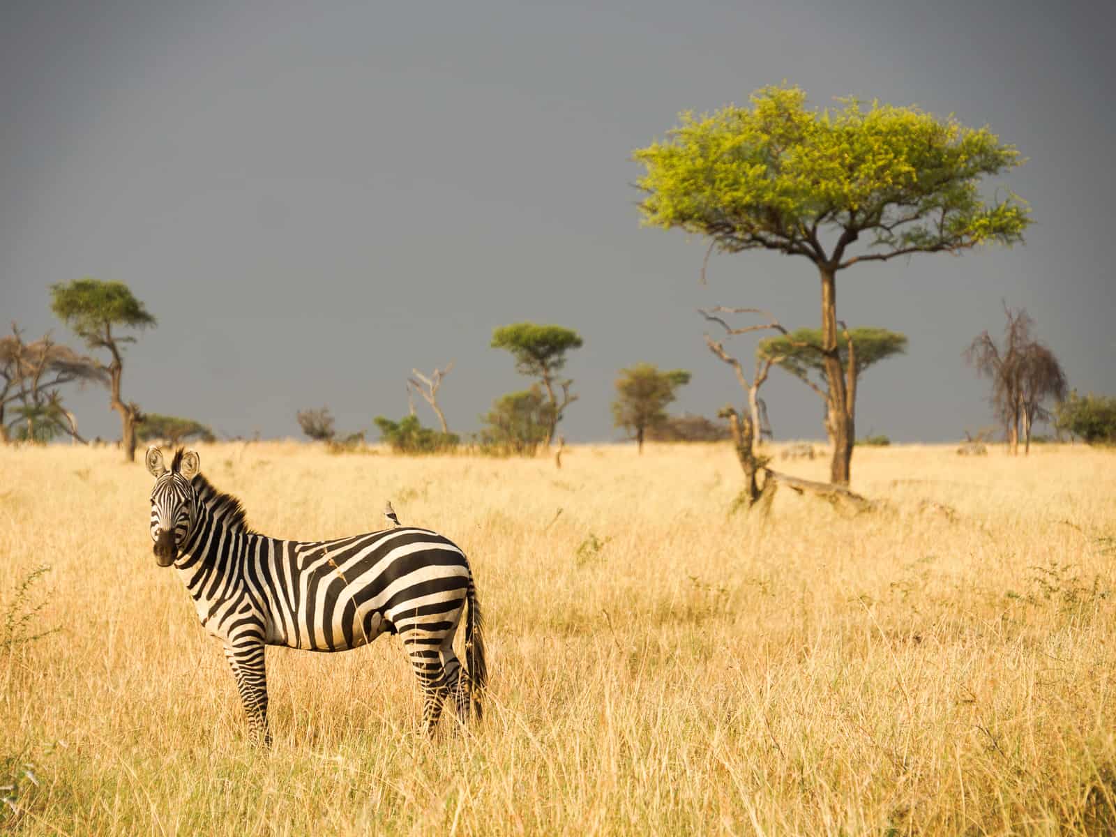 tanzania honeymoon safari guide