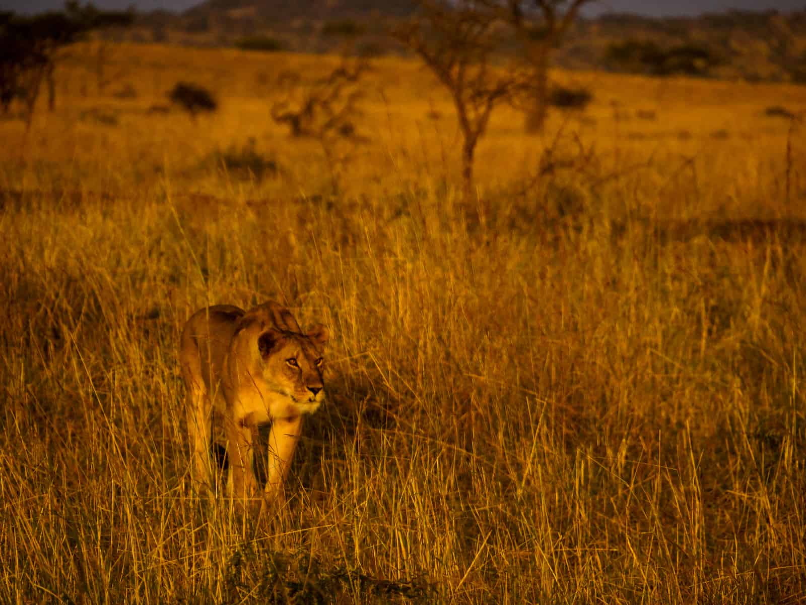 lion on the hunt - tanzania honeymoon safari guide
