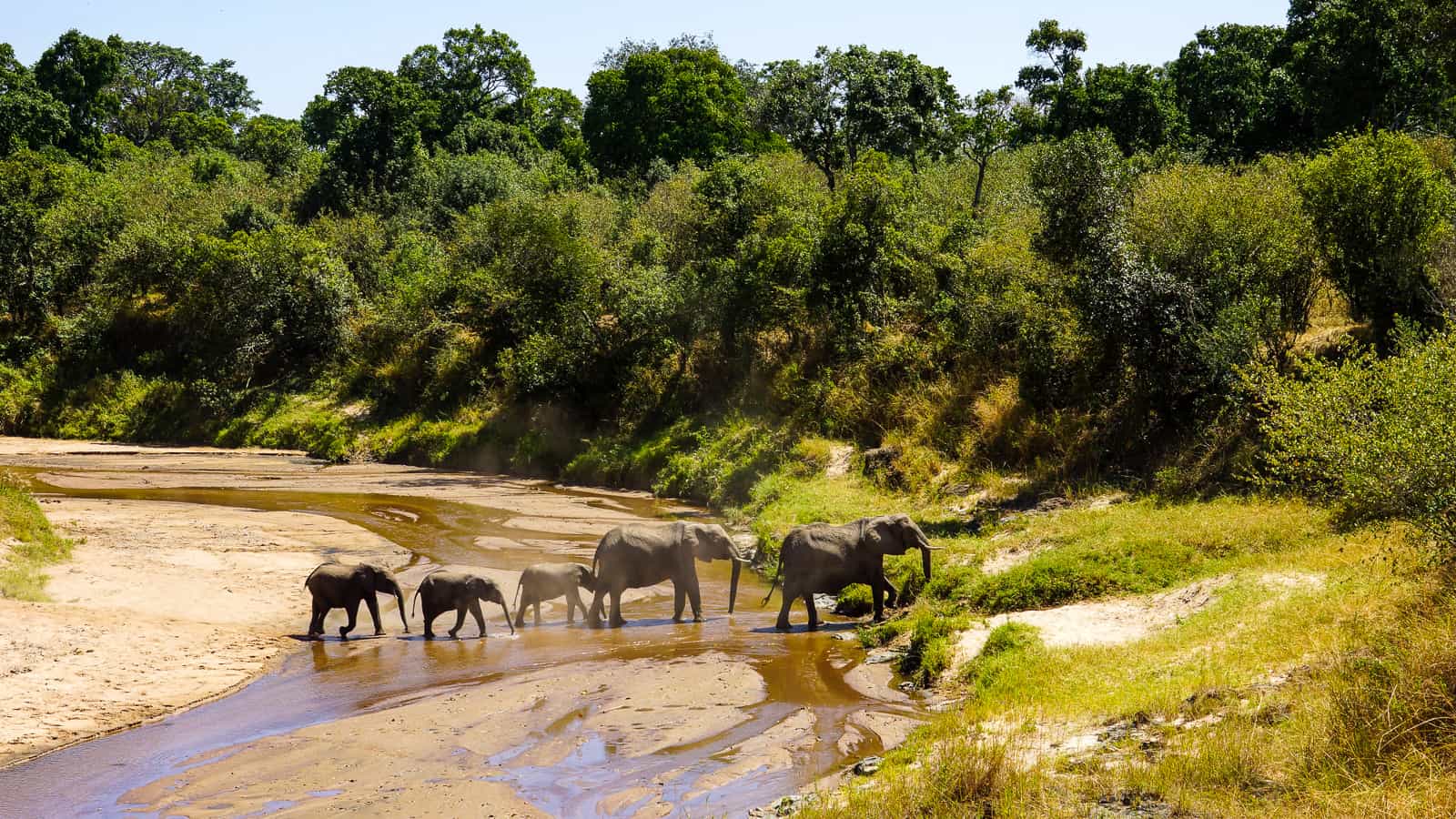 Tanzania elephant family