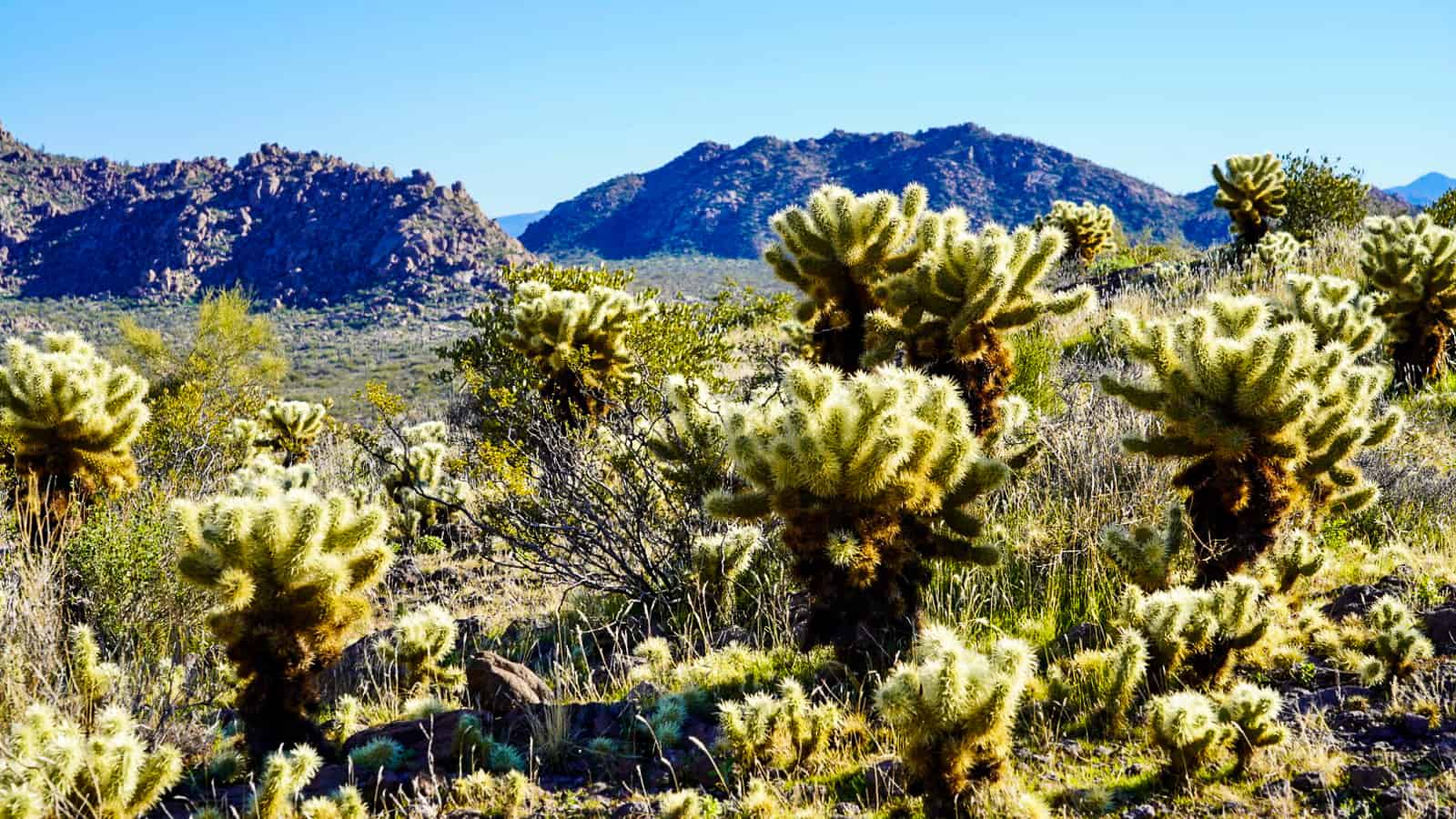 Scottsdale-Brown's Hike