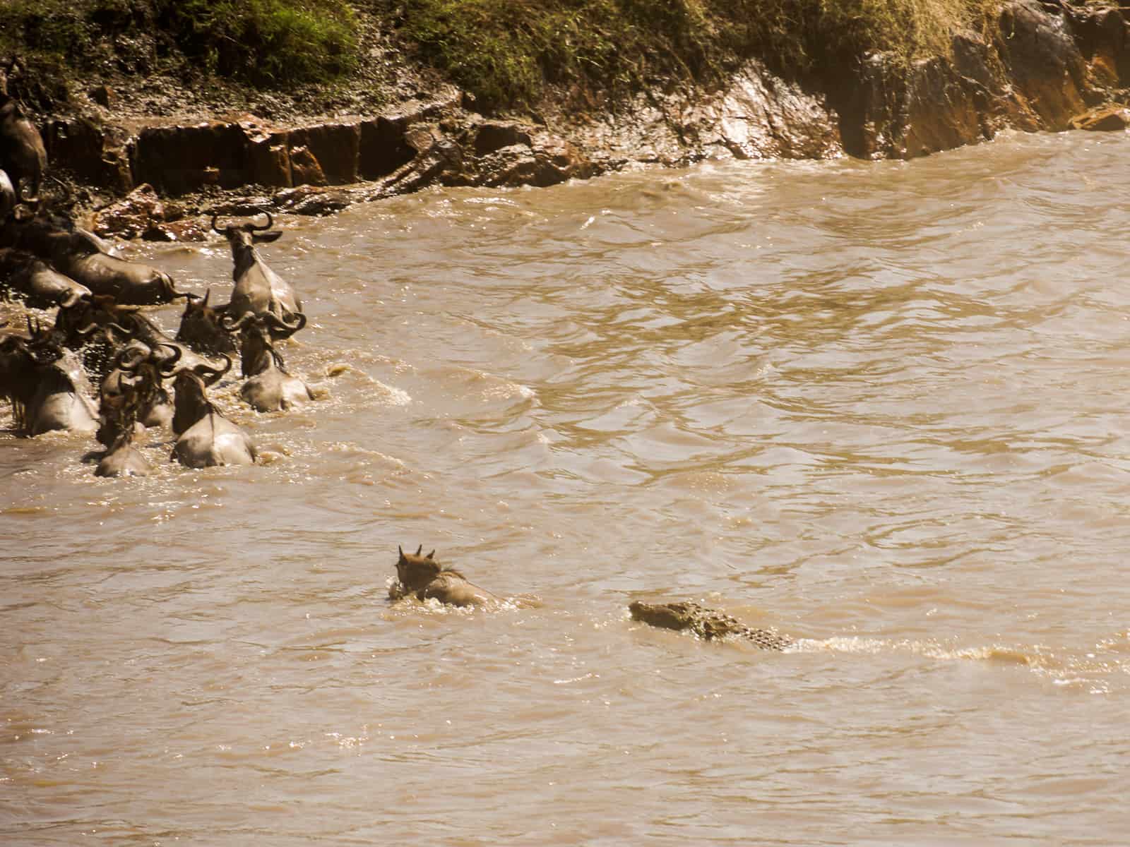 alligator mara river crossing - tanzania honeymoon safari guide