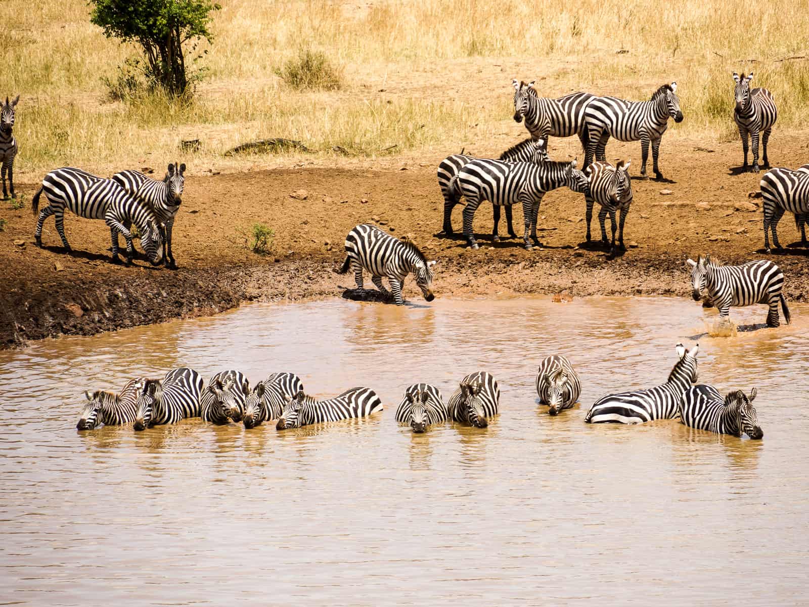 Tanzania - zebra
