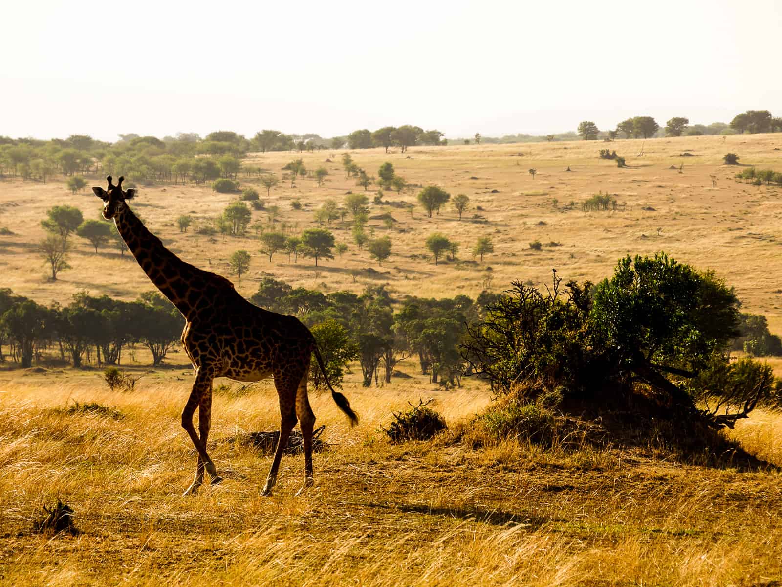 giraffe on serengeti - tanzania honeymoon safari guide