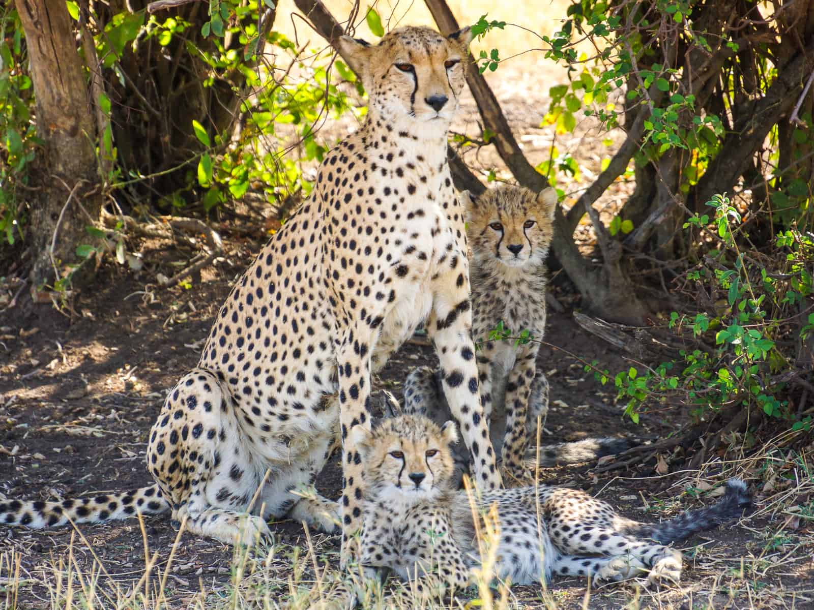 cheetah in tanzania