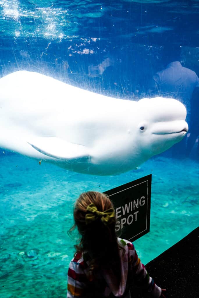 girl viewing beluga whale at mystic aquarium- weekend escapes from NYC