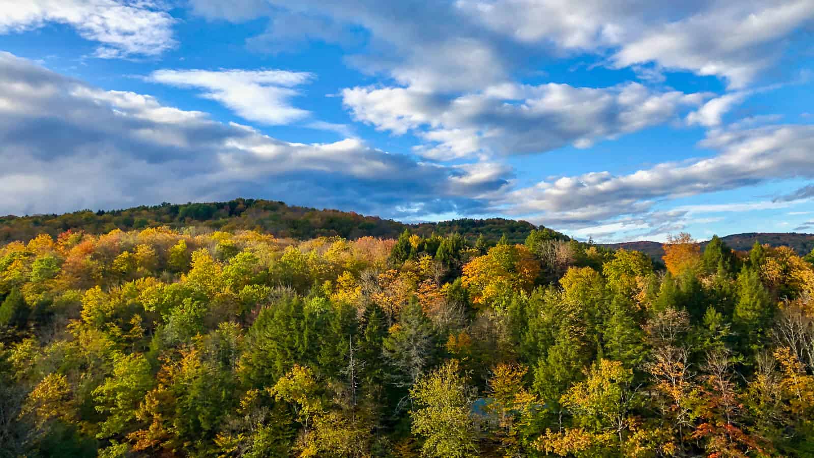 view of the autumn trees on a backcountry drive