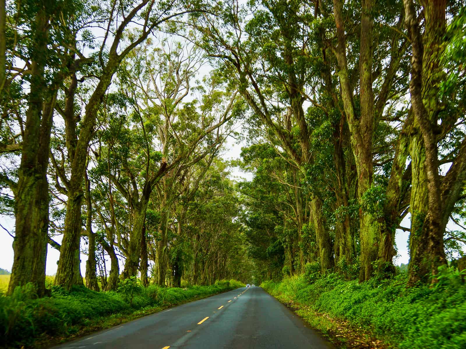 Row of eucalyptus trees