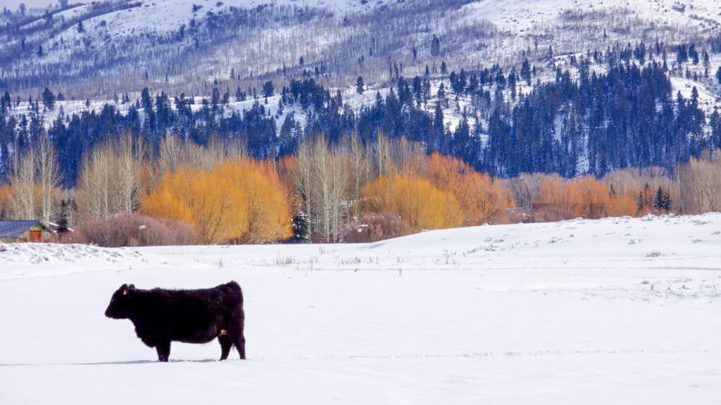 cow in snow pasture in Jackson Hole