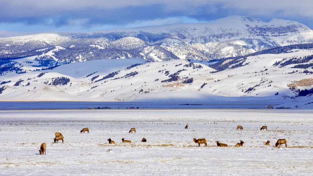 elk at the national elk refuge