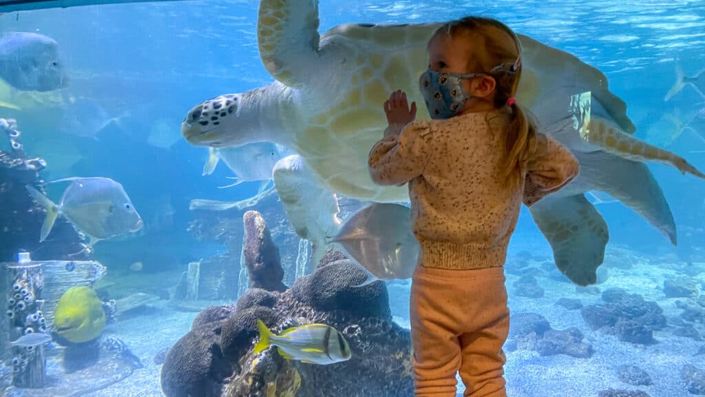 girl at aquarium - book 2021 travel now
