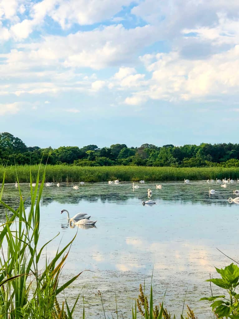 cape may bird sanctuary 2. reasons to visit cape may with kids
