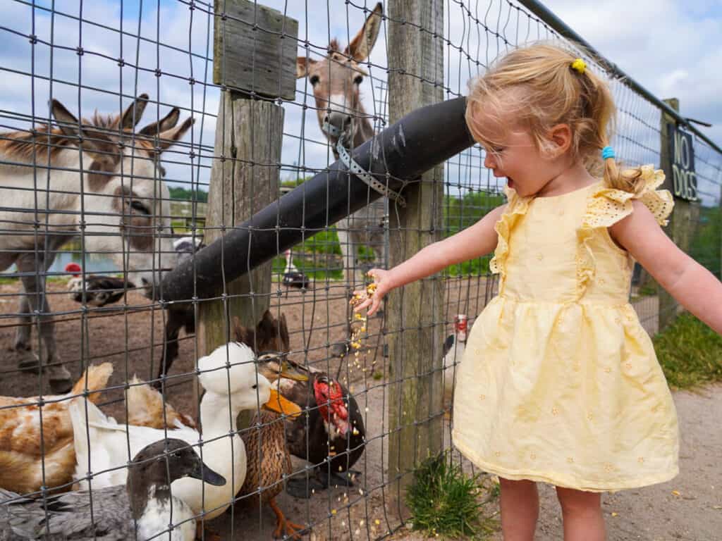 girl feeding farm animals - manifredi farms summer road trip series