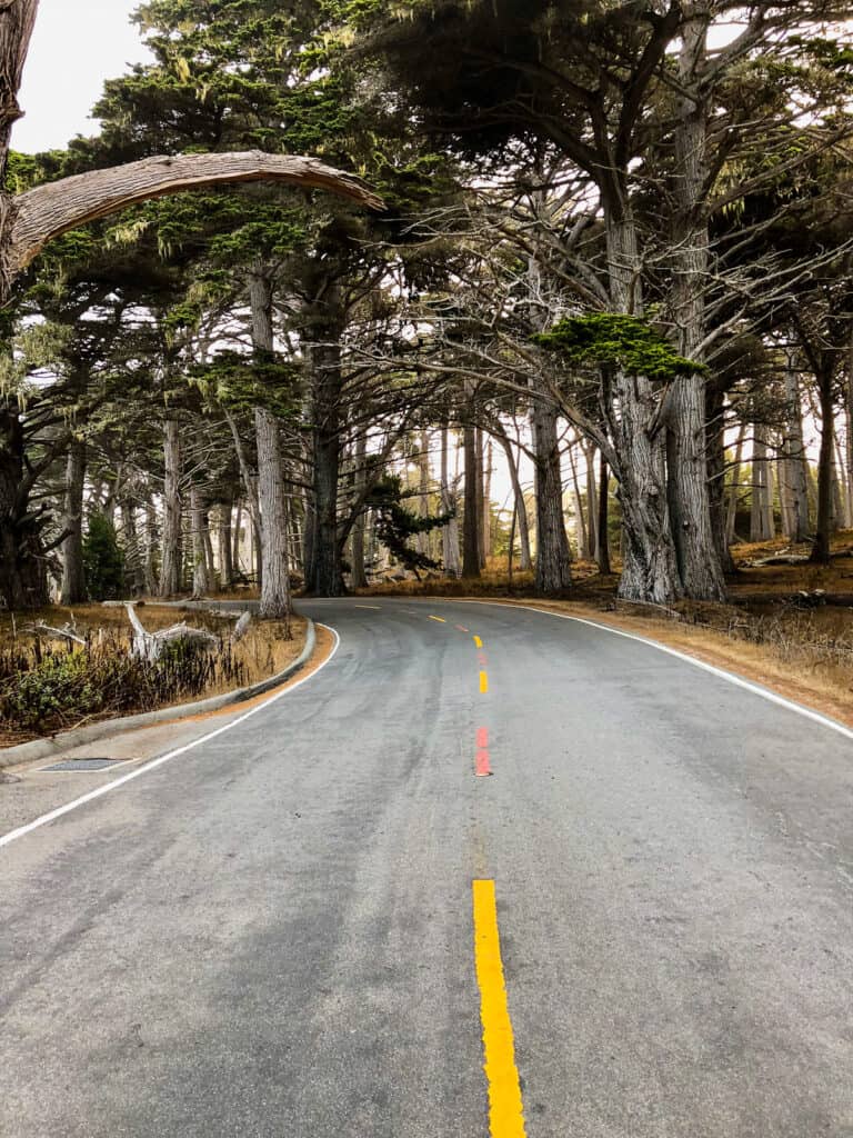 stretch of road on the 17 mile drive - family road trip highway 1