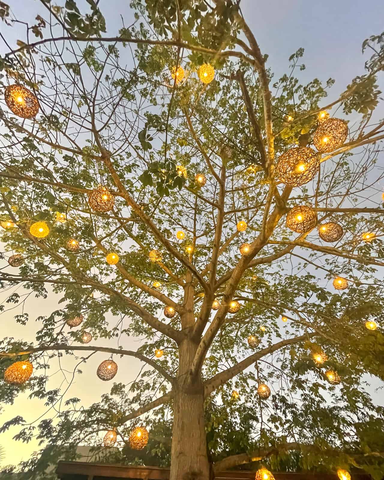 ceiba tree rosewood mayakoba