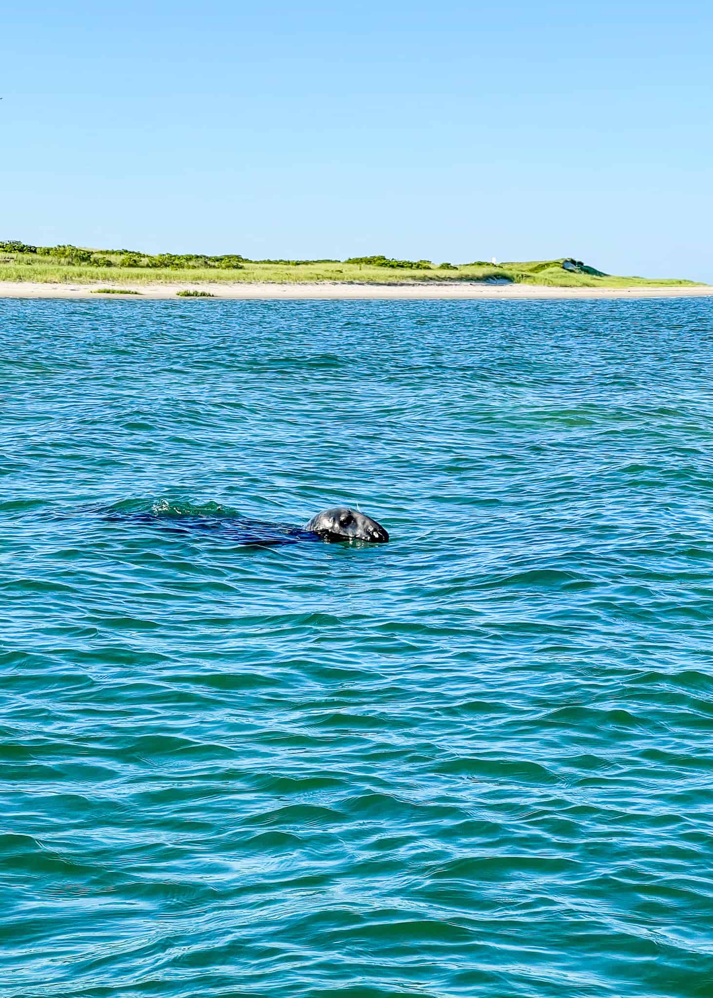 seal swimming in aunt Lydia's cove