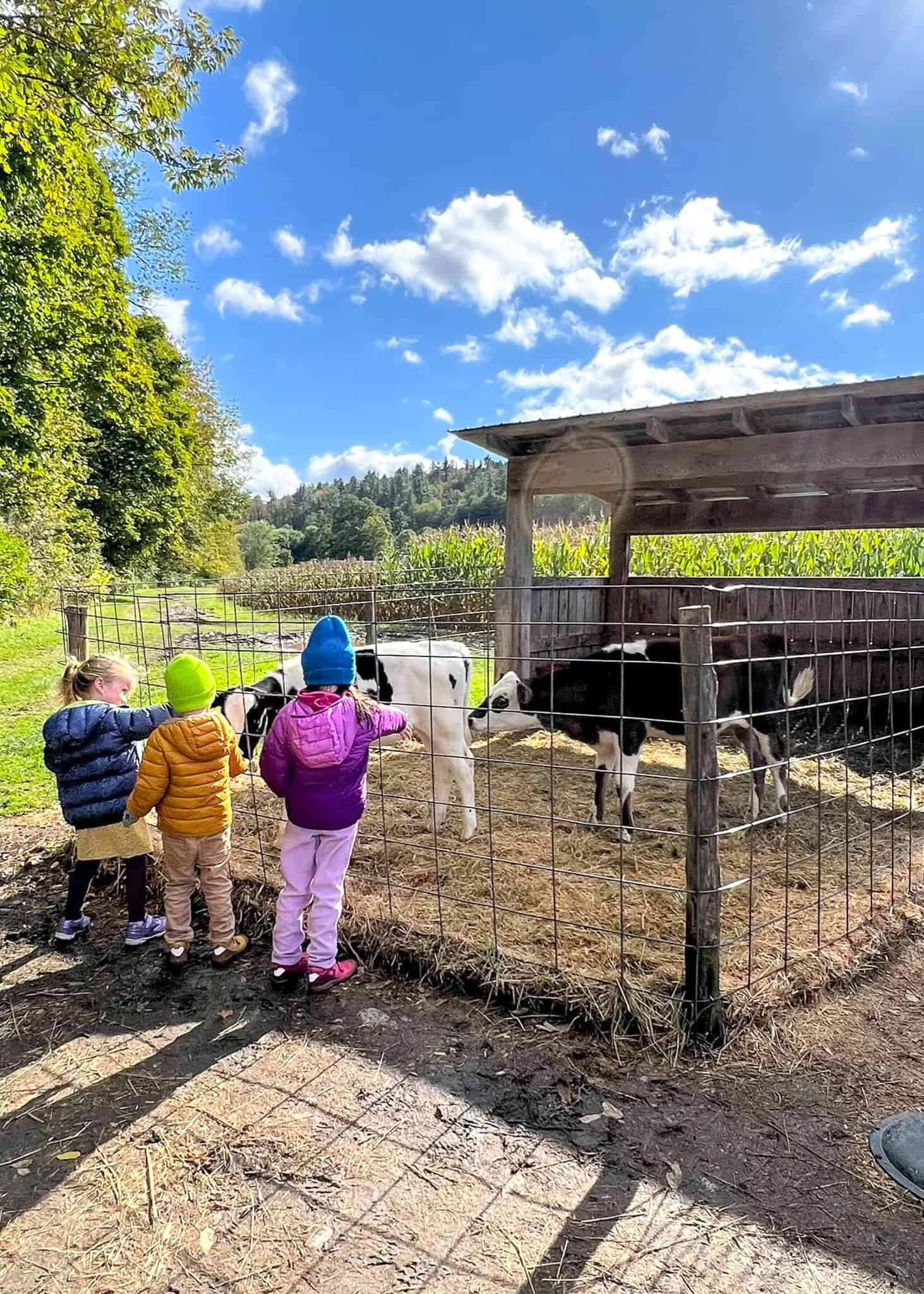 kids feeding farm animals - Stowe vt