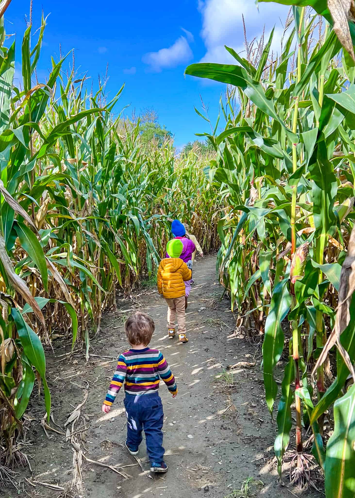 kids running in Percy's corn maze
