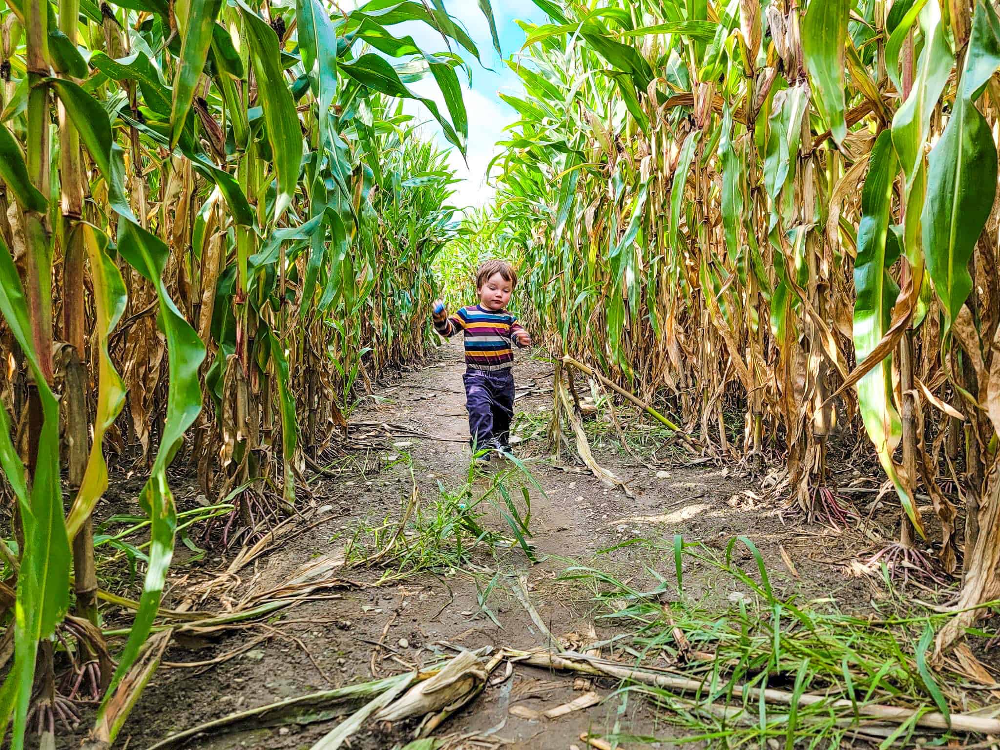 boy in corn maze