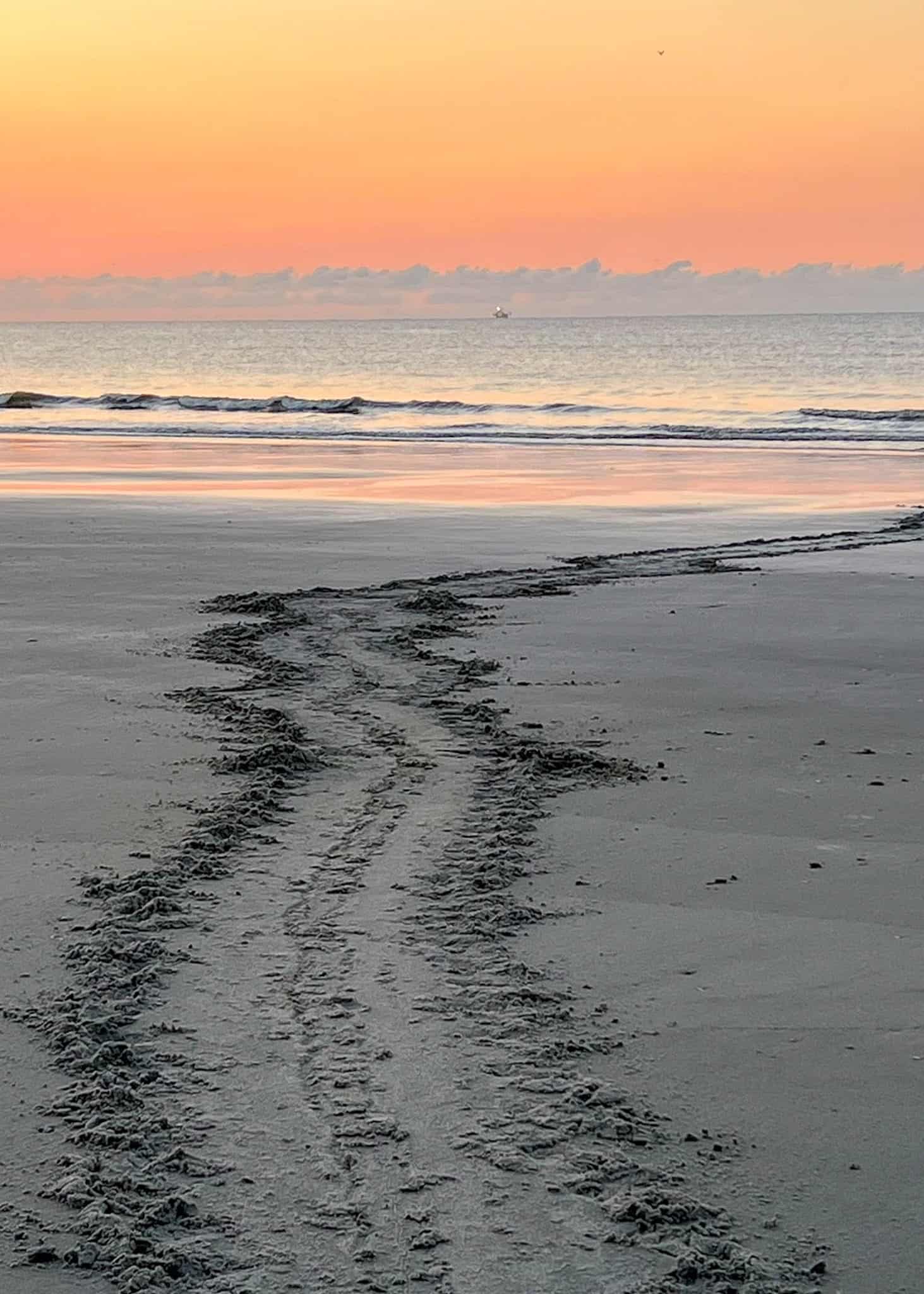 turtle tracks sea island
