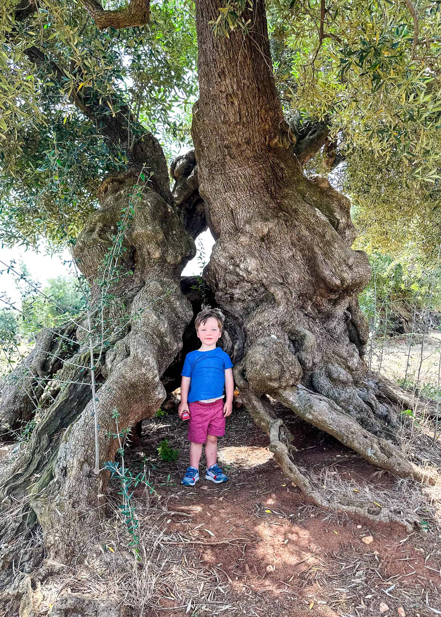 boy in olive tree orchard masseria brancati