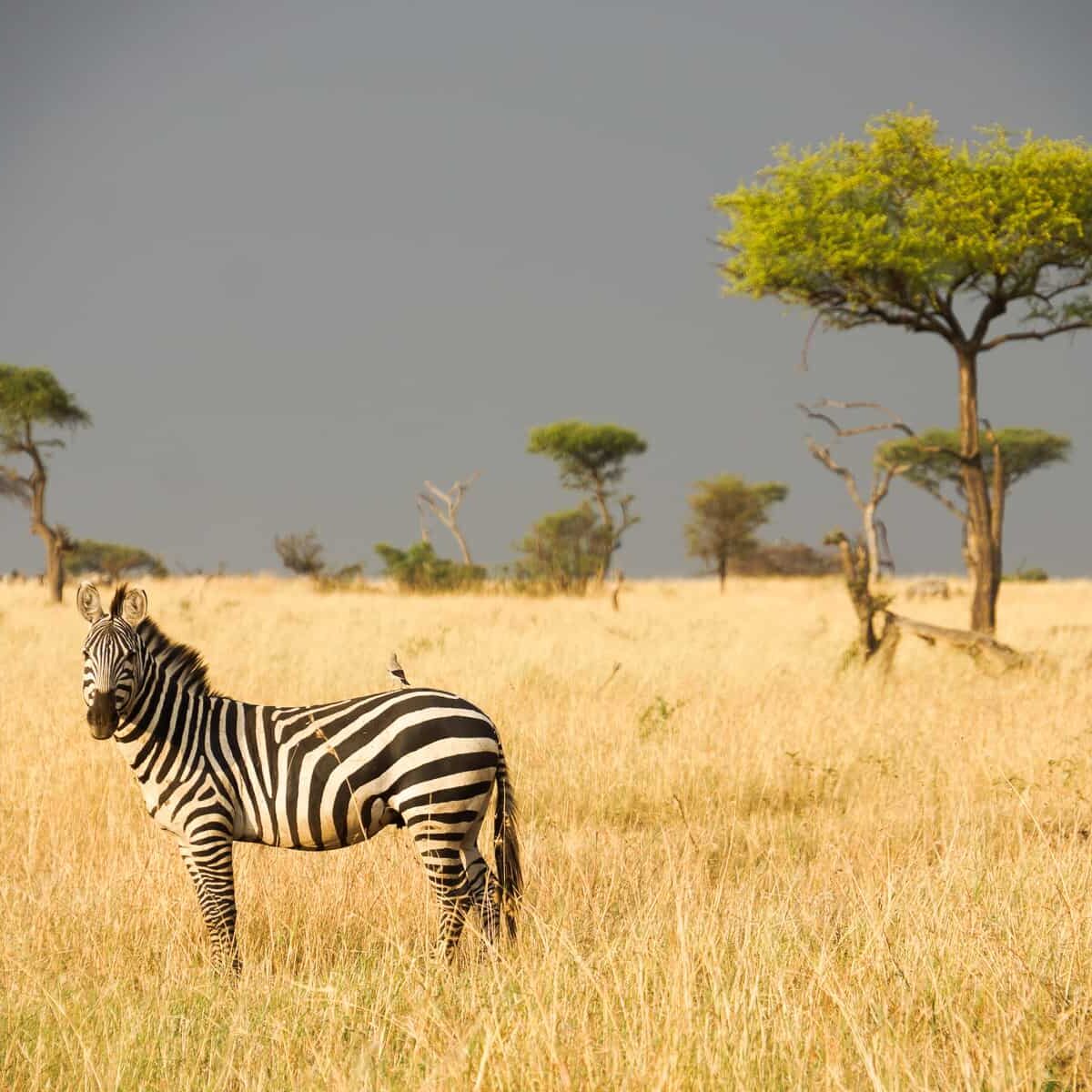 zebra in serengeti